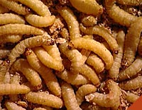 Magots-1.jpg