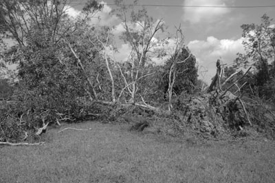 tree.jpg